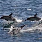 Dolphins